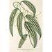 Smilax longifolia fol. variegata - Charles Antoine Lemaire — vista dell’opera