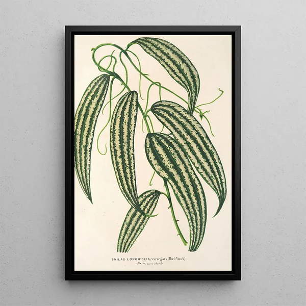 Charles Antoine Lemaire - Smilax longifolia fol variegata.webp