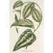 Smilax ornata - Charles Antoine Lemaire — vista dell’opera