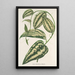 Smilax ornata - Charles Antoine Lemaire — quadro incorniciato alla parete