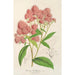 Riproduzione del dipinto Spiraea Nobleana - Charles Antoine Lemaire