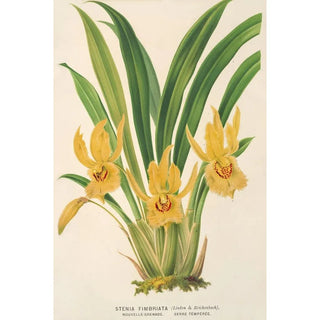 Charles Antoine Lemaire - Stenia fimbriata.webp