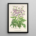 Riproduzione del dipinto Swainsona lessertiaefolia - Charles Antoine Lemaire
