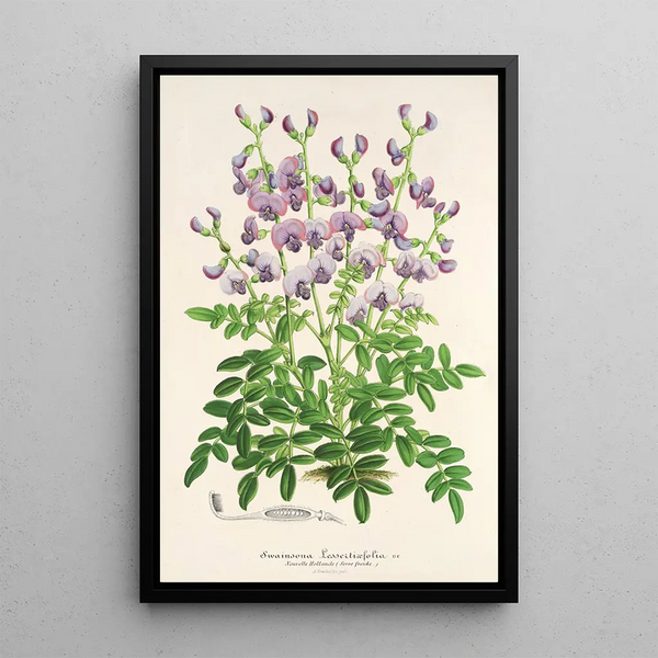Charles Antoine Lemaire - Swainsona lessertiaefolia.webp