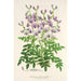 Riproduzione del dipinto Swainsona lessertiaefolia - Charles Antoine Lemaire