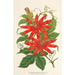 Riproduzione del dipinto Tacsonia Buchanani - Charles Antoine Lemaire