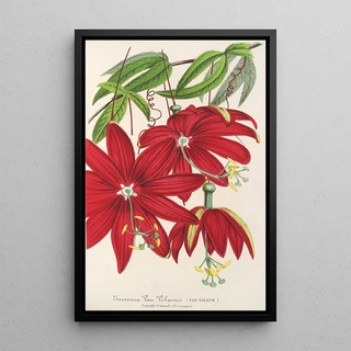 Charles Antoine Lemaire - Tacsonia Van Volxemii.webp