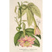 Riproduzione del dipinto Tacsonia quitensis var. eriantha - Charles Antoine Lemaire