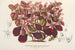 Teleianthera ficoidea var. versicolor - Charles Antoine Lemaire — vista dell’opera