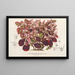 Teleianthera ficoidea var. versicolor - Charles Antoine Lemaire — quadro incorniciato alla parete