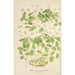 Thalictrum anemonoides - Charles Antoine Lemaire — vista dell’opera
