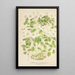 Thalictrum anemonoides - Charles Antoine Lemaire — quadro incorniciato alla parete