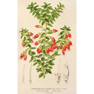 Charles Antoine Lemaire - Themistoclesia coronilla.webp