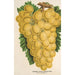 Uva Thomson's Golden Champion - Charles Antoine Lemaire — vista dell’opera