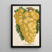 Uva Thomson's Golden Champion - Charles Antoine Lemaire — quadro incorniciato alla parete
