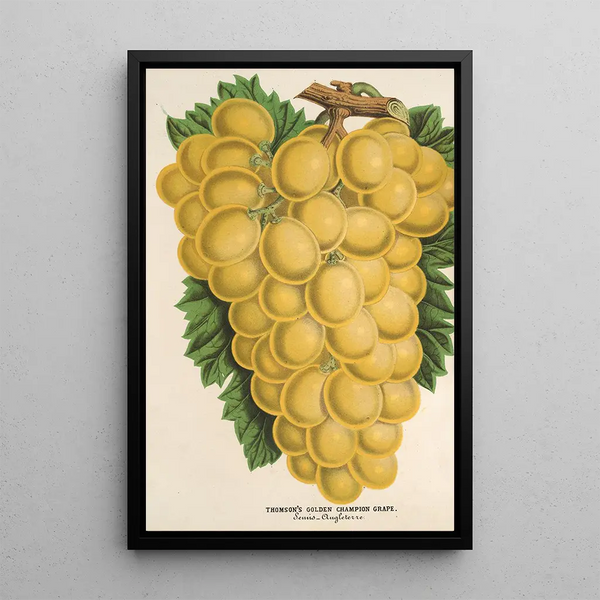 Charles Antoine Lemaire - Thomsons Golden Champion Grape.webp