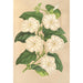 Thunbergia fragrans - Charles Antoine Lemaire — vista dell’opera