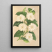 Thunbergia fragrans - Charles Antoine Lemaire — quadro incorniciato alla parete