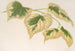 Tilia parvifolia var. fol. varieg. - Charles Antoine Lemaire — vista dell’opera