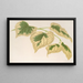 Tilia parvifolia var. fol. varieg. - Charles Antoine Lemaire — quadro incorniciato alla parete