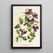 Riproduzione del dipinto Torenia asiatica - Charles Antoine Lemaire