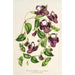 Riproduzione del dipinto Torenia asiatica - Charles Antoine Lemaire