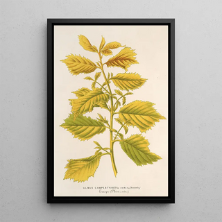 Charles Antoine Lemaire - Ulmus campestris var aurea.webp
