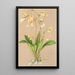 Utricularia montana - Charles Antoine Lemaire — quadro incorniciato alla parete