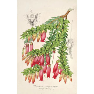 Charles Antoine Lemaire - Vaccinium serpens.webp