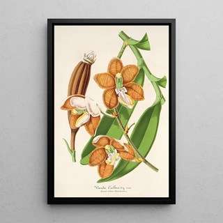 Charles Antoine Lemaire - Vanda Cathearty.webp