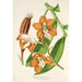 Riproduzione del dipinto Vanda Cathearty - Charles Antoine Lemaire