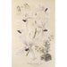Vanda coerulea - Charles Antoine Lemaire — vista dell’opera