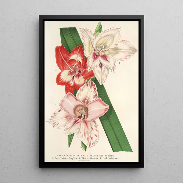Charles Antoine Lemaire - Variets nouvelles de Glayeuls des jardins.webp