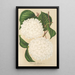 Viburnum plicatum - Charles Antoine Lemaire — quadro incorniciato alla parete