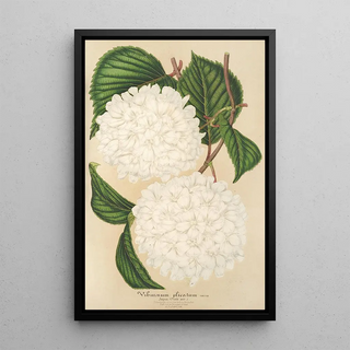 Charles Antoine Lemaire - Viburnum plicatum.webp
