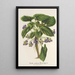 Riproduzione del dipinto Viola arborea Brandyana - Charles Antoine Lemaire