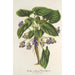 Riproduzione del dipinto Viola arborea Brandyana - Charles Antoine Lemaire