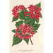 Riproduzione del dipinto Weigelia Middendorffiana var purpurata - Charles Antoine Lemaire