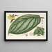 Witheringia pogonandra - Charles Antoine Lemaire — quadro incorniciato alla parete