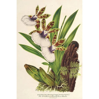 Charles Antoine Lemaire - Zygopetalum Gautieri.webp