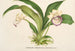 Zygopetalum Warscewiczella marginatum - Charles Antoine Lemaire — vista dell’opera