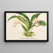 Zygopetalum Warscewiczella marginatum - Charles Antoine Lemaire — quadro incorniciato alla parete