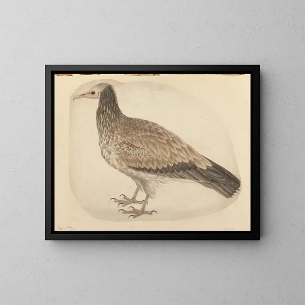 Vautour égyptien - Charles Collins — quadro incorniciato alla parete