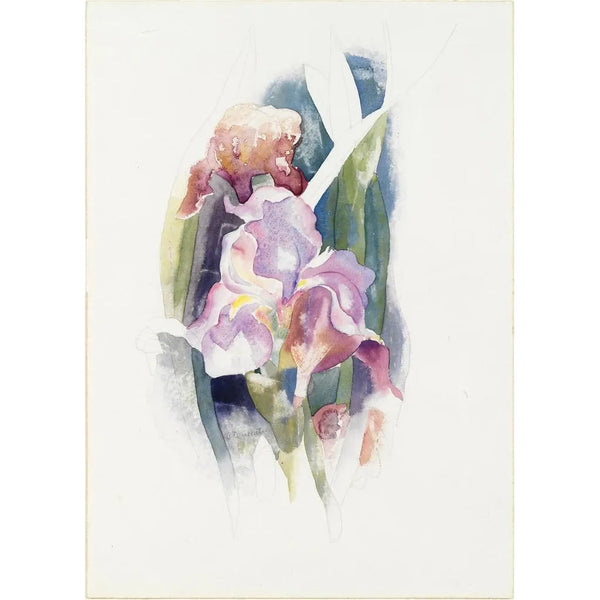 Iris porpora - Charles Demuth — quadro incorniciato alla parete
