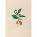 Riproduzione del dipinto Disegni di fiori e frutti tropicali dell'America del Sud Pl06 - Charles Empson