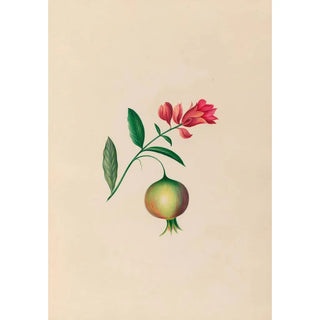 Charles Empson - Drawings of tropical flowers and fruits from South America Pl08.webp