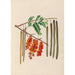 Riproduzione del dipinto Disegni di fiori e frutti tropicali dell'America del Sud Pl11 - Charles Empson