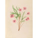 Riproduzione del dipinto Disegni di fiori e frutti tropicali dell'America del Sud Pl21 - Charles Empson