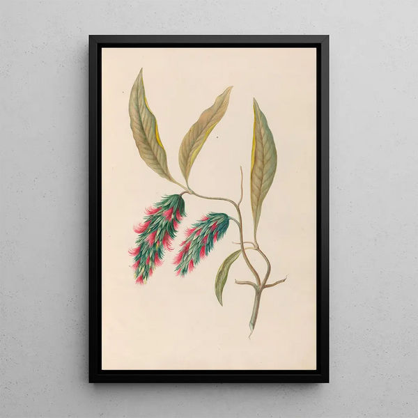 Charles Empson - Drawings of tropical flowers and fruits from South America Pl24.webp