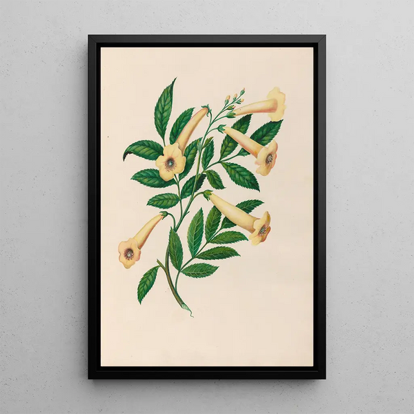 Riproduzione del dipinto Disegni di fiori e frutti tropicali dell'America del Sud Pl31 - Charles Empson